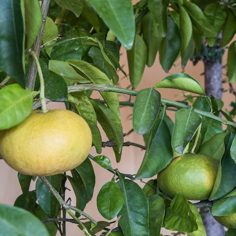 Pick citrus fruits fresh from the tree (in season)