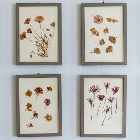 The framed herbarium