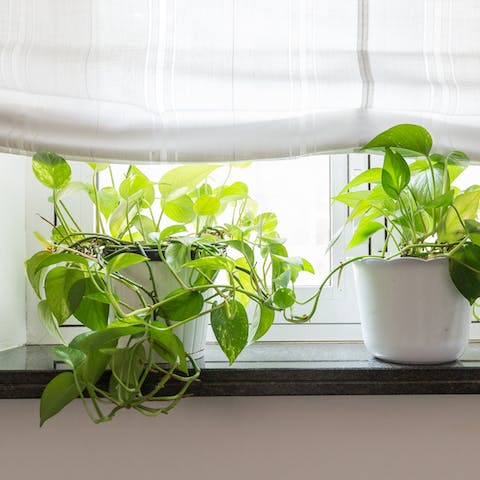 The plants growing on the windowsill
