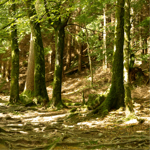 Explore the charming Snettisham Woods, only a brisk walk away