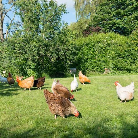 Say good morning to the chickens that roam the grounds