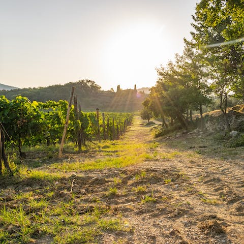 Head off for walk among the vineyards of Chianti