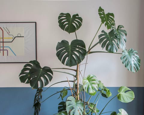 Stay in a breathable apartment with a brilliant houseplant collection 