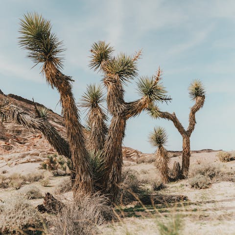 Hop in the car and reach the famous Joshua Tree National Park in just fifteen minutes