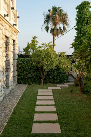 The Apricot Season image 3
