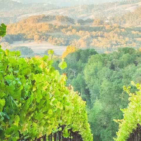 Wind your way through the majestic wine region of Penedès