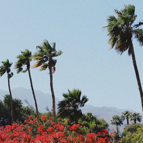 Immerse yourself in the natural luxury of Palm Springs – only a short walk or drive to the centre