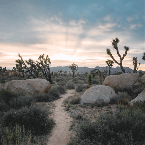 Don your hiking boots for an adventure in the Joshua Tree National Park (a fifteen-minute drive away)