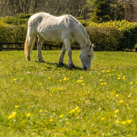 Become acquainted with Pablo, your host's horse