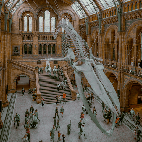 Hop on the tube to South Kensington and visit the Natural History Museum