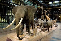 Time travel at the Galerie de l'Evolution