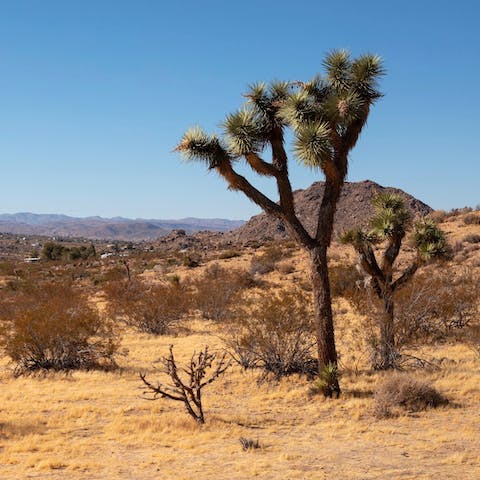 Hike through the epic landscapes of Joshua Tree National Park