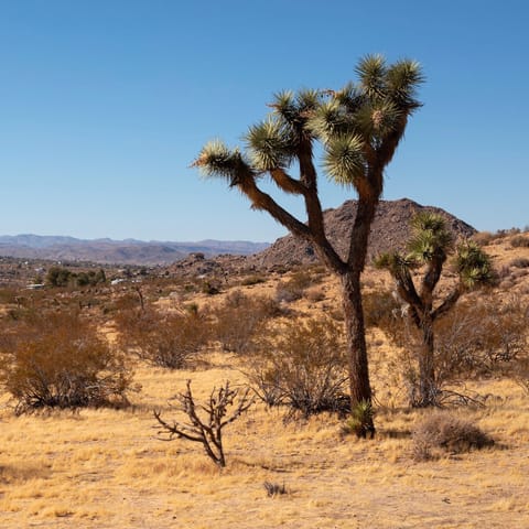 Explore Joshua Tree National Park on your doorstep