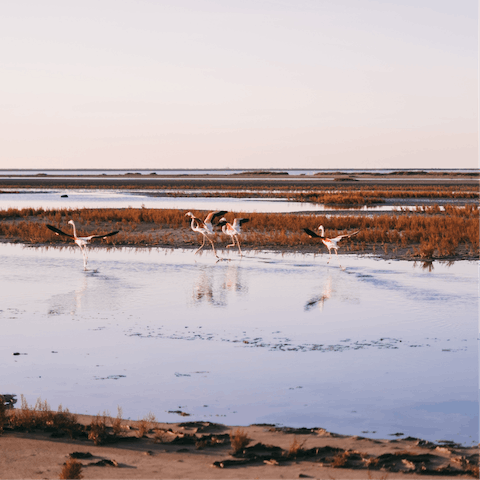 Explore the nearby salt lakes and marshes on horseback