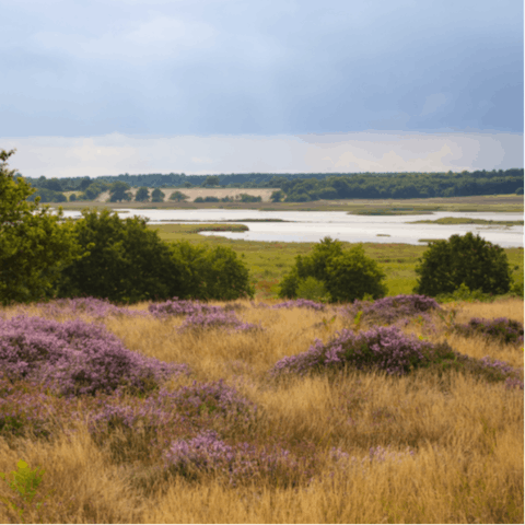 Explore Suffolk's nearby unique heathlands which are an Area of Outstanding Natural Beauty