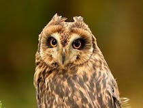 Explore Loch Lomond Bird of Prey Centre