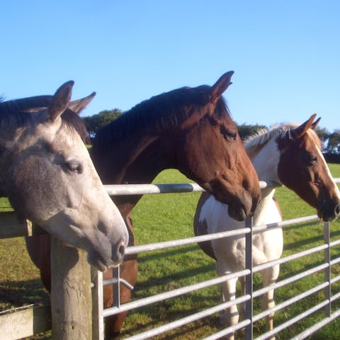 See the countryside on horseback on one of the owner's horses