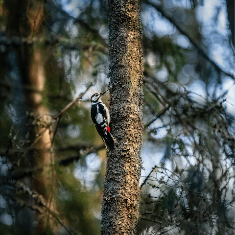 Bring your binoculars and enjoy birdwatching in the local area 