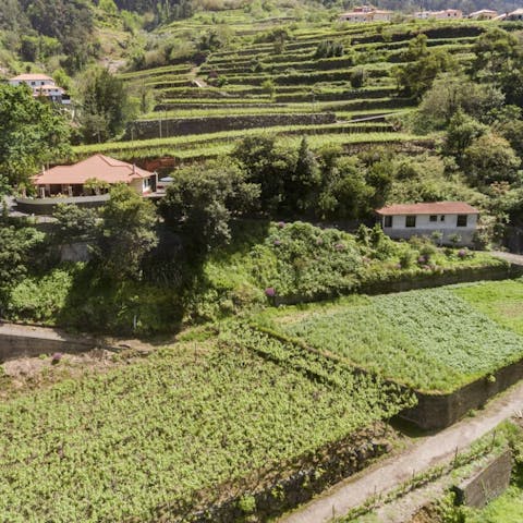 Escape to the vineyards of São Vicente, home to the grapes used to make madeira wine