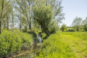 Meadow Through the Glass image 12