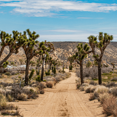 Take a hike in Joshua Tree National Park