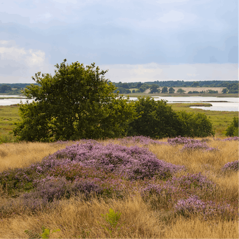 Take a drive to explore the nearby Suffolk Coast & Heaths AONB  – forty minutes away