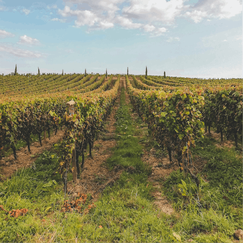 Explore Bordeaux and its wealth of stunning vineyards