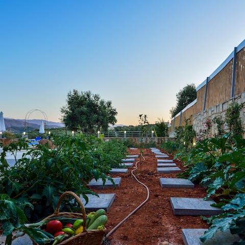 Pick Mediterranean vegetables and herbs from the villa's garden