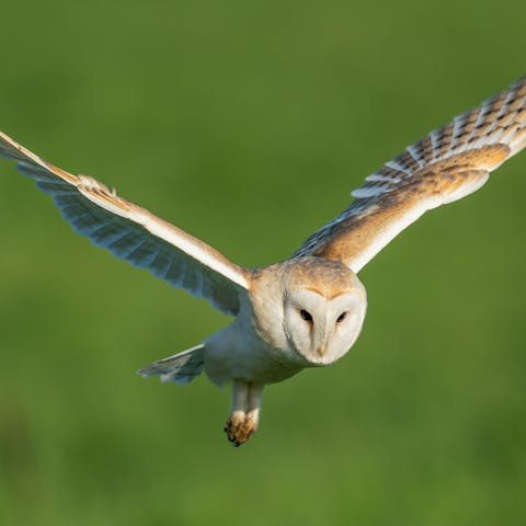 Keep an eye out for barn owls and other wildlife that has made its home in this protected habitat
