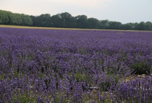 Folklore & Tradition image 6