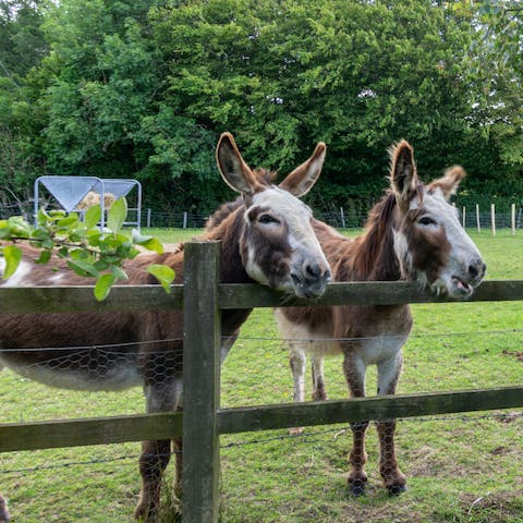 Meet the animals on the owners’ farm