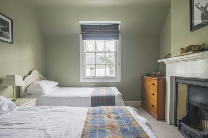 Scots Pine additional image