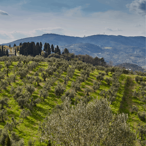 Sample the region's wines with a local vineyard tour