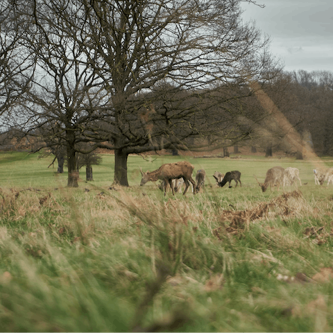 Explore the wildlife of Richmond Park –  just a short drive away from the home