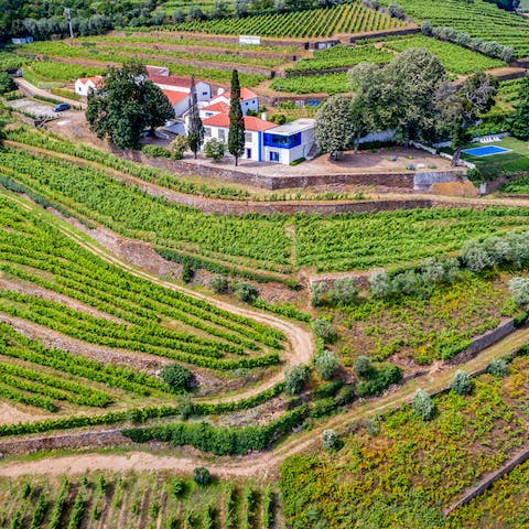 Find the perfect sanctuary nestled amidst vineyards in the Douro valley