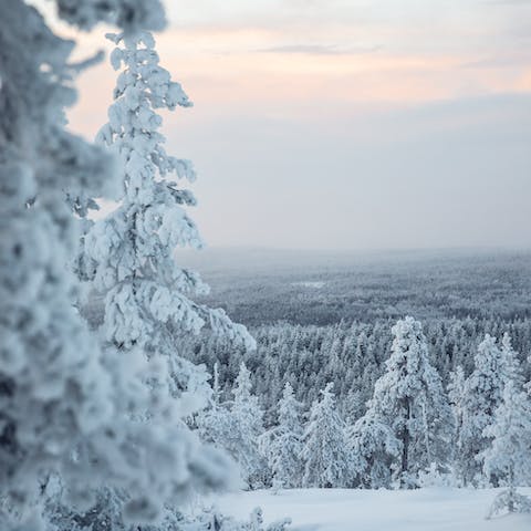 Admire the snow-covered forests of Lapland