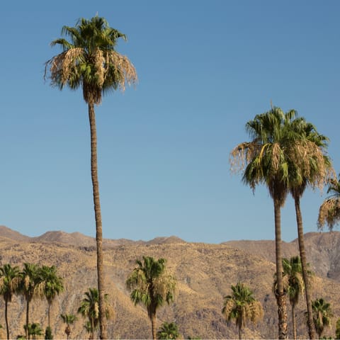 Soak up the desert sights in stunning Palm Springs