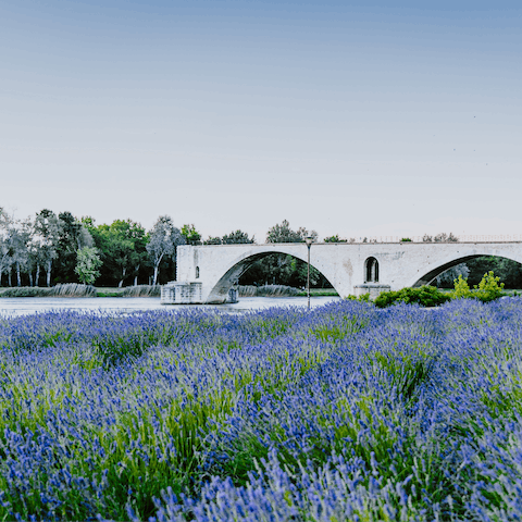 Take a road trip through the beautiful countryside to admire Pont d'Avignon
