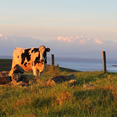 Explore some of the farm's 200 acres where cattle roam free