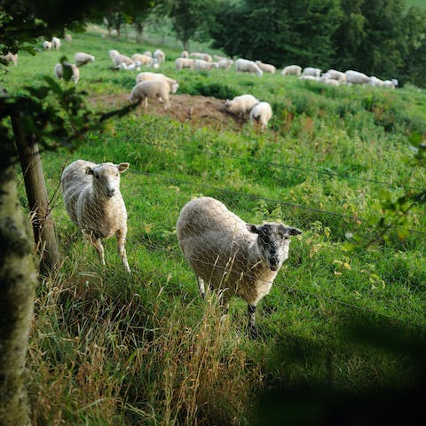 Stay on a working farm and make friends with the sheep