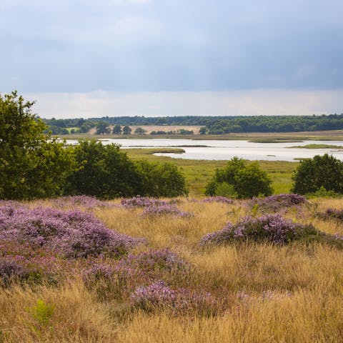 Explore Suffolk's nearby heathlands, an Area of Outstanding Natural Beauty