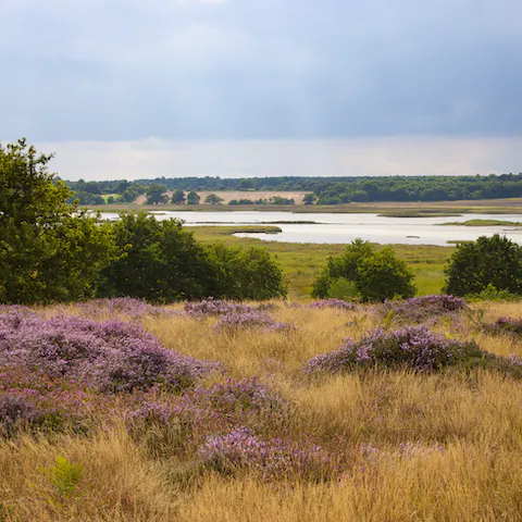 Explore Suffolk's nearby heathlands, an Area of Outstanding Natural Beauty