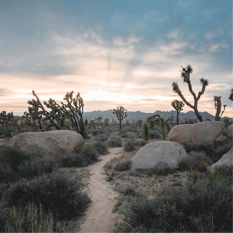 Hike out into the wilderness of Joshua Tree National Park, a fifteen-minute drive away