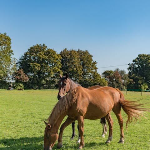 Try your hand at horseback riding at the nearby riding school – less than 2km away