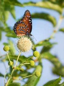 Explore the Lush Mountain Top Arboretum