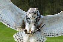 Experience the Magnificent Birds of Prey at Lakeland Bird Of Prey Centre