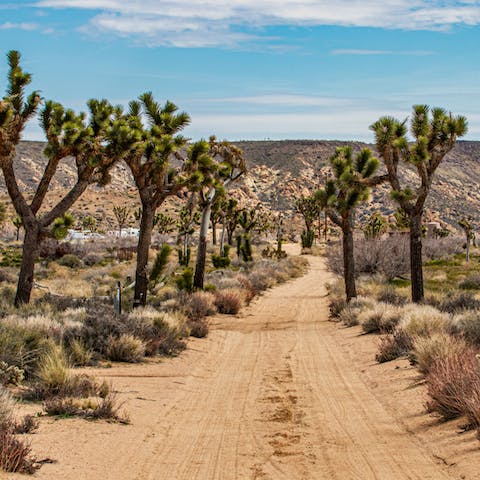 Take the west entrance to Joshua Tree National Park, just minutes away