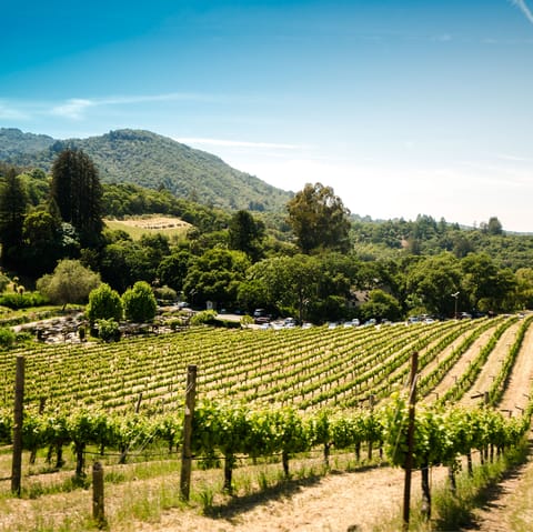 Tantalise your tastebuds and tour the incredible vineyards of Wine Country