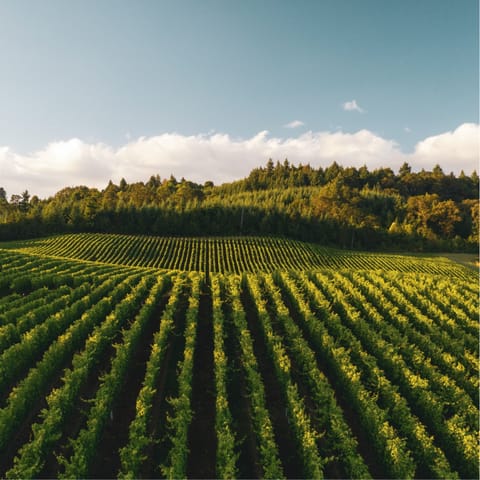 Discover the California Wine Country and the Sonoma lifestyle