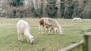 The Goat Shed image 14